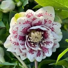   № 60 Spring Promise Molly